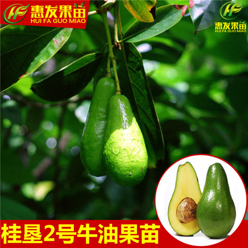 广州桂垦牛油果苗，广州牛油果苗，广州果苗 