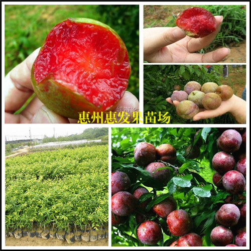 惠州三华李苗，广州三华李苗，深圳三华李苗 
