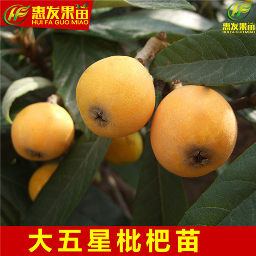 湖南大五星枇杷苗，湖南枇杷苗，湖南果树苗 