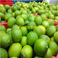 台湾无核青柠檬苗，广州无核青柠檬苗，广州柠檬果树苗 