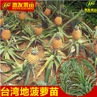 东莞地菠萝苗，深圳地菠萝苗，广东果树苗 