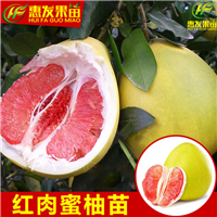 湖南红肉蜜柚苗，湖南蜜柚苗，湖南果苗 