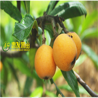 珠海大五星枇杷苗，珠海枇杷苗，珠海果树苗 