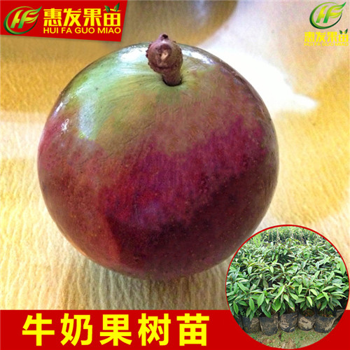 湖南牛奶果苗价格，湖南牛奶果苗，湖南果苗 