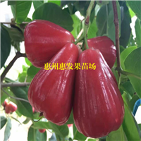 湖南大叶红莲雾苗，湖南莲雾苗，湖南果苗 