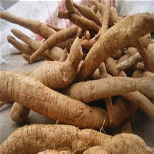 惠州牛大力苗价格，惠城区牛大力苗批发 
