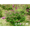 黑龙江草坪@哈尔滨草坪批发