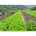 黑龙江乔木电话_黑龙江乔木公司_ 