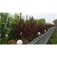 黑龙江草皮 