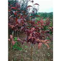 黑龙江苗木 