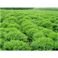 @哈尔滨草坪电话&哈尔滨草坪公司@ 
