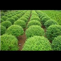 哈尔滨草坪公司_哈尔滨草坪电话_ 