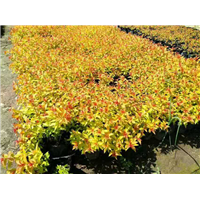 【园林养护】草坪病害分类 