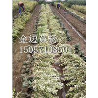 金边黄杨|浙江金边黄杨|金边黄杨基地