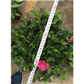 紫鹃球，浙江紫鹃球多少钱，