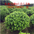无刺勾股球，浙江无刺勾股球基地