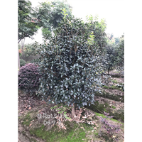 桂花，浙江桂花|浙江桂花基地