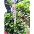 紫鹃球，浙江紫鹃球多少钱，