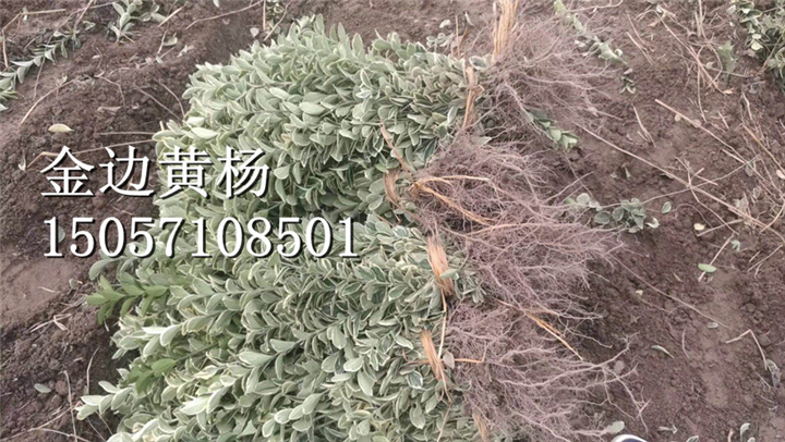 金边黄杨|浙江金边黄杨|金边黄杨基地