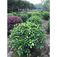 大叶栀子球|浙江大叶栀子苗