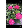 浙江八仙花 .八仙花价格、八仙花多少钱