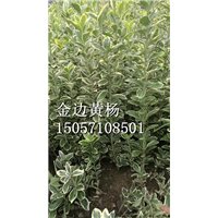 金边黄杨|浙江金边黄杨|金边黄杨基地