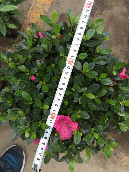 紫鹃球，浙江紫鹃球多少钱，