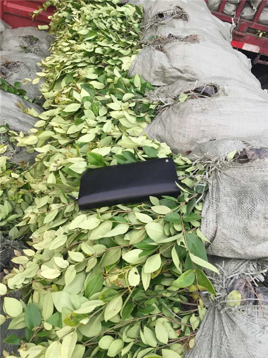 金森女贞小杯苗，浙江金森女贞小杯苗