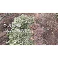 金边黄杨|浙江金边黄杨|金边黄杨基地