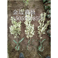 金边黄杨|浙江金边黄杨|金边黄杨基地