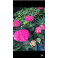 浙江八仙花 .八仙花价格、八仙花多少钱