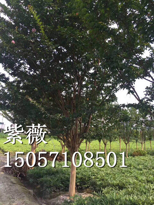 紫薇,浙江紫薇树&紫薇树价格