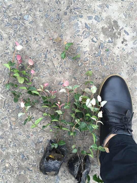 花叶络石，浙江萧山花叶络石