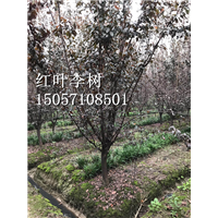 红叶李|浙江红叶李|红叶李苗