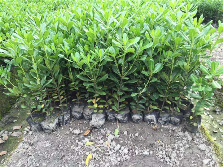 海桐小杯苗，浙江海桐小杯苗