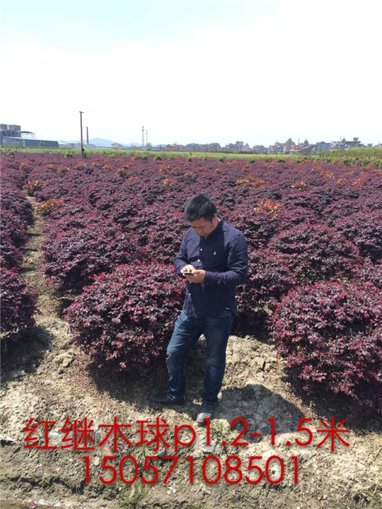 红花继木球，浙江红花继木球，
