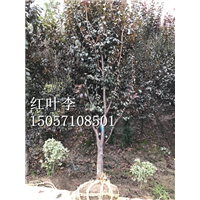 红叶李|浙江红叶李|批发|供应