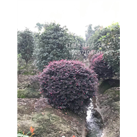 红檵木球|浙江红继木球|浙江红花檵木