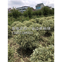 浙江金边黄杨-杭州萧山沈氏园艺场