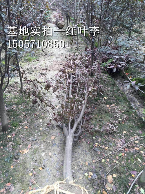 浙江红叶李-杭州萧山沈氏园艺场