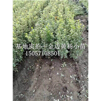 浙江金边黄杨-杭州萧山沈氏园艺场