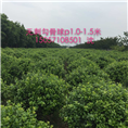 无刺勾股球，浙江无刺勾股球基地