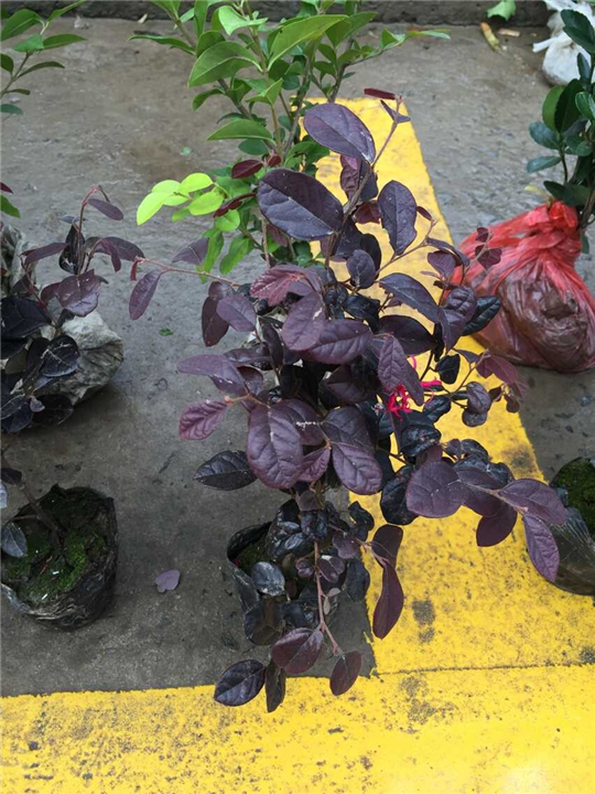 红花继木小杯苗，浙江红花继木小杯苗，