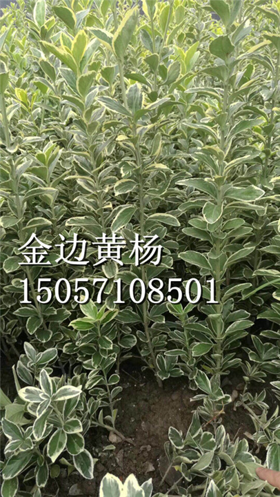 金边黄杨|浙江金边黄杨|金边黄杨基地