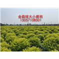 金森球，浙江金森球价格，浙江金森球