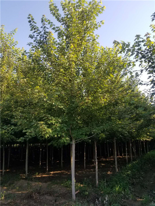 大连美国红枫