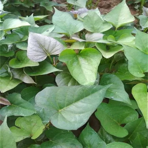 河南红薯苗