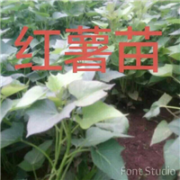 新乡红薯苗培植 