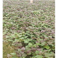 原阳地瓜苗批发