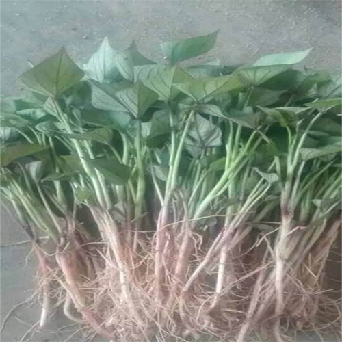 河南红薯苗的采摘标准